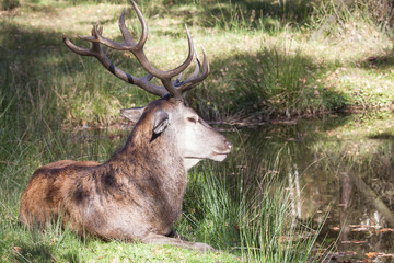 resting male red deer