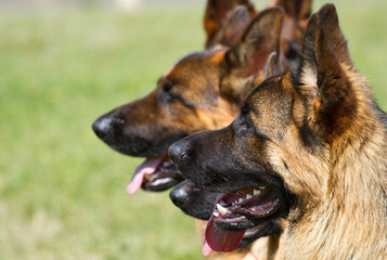 German Shepherd Dogs