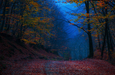 Beautiful evening colours in forest