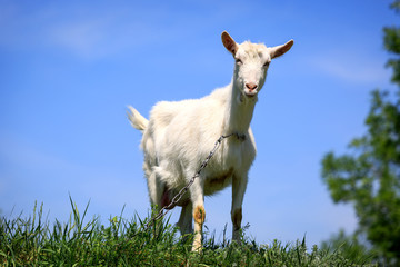 funny rural goat