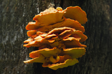 Several wood mushrooms