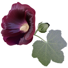 Claret mallow flower (alcea) isolated on white background