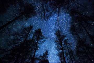 Foto op Plexiglas een prachtige nachtelijke hemel, de Melkweg en de bomen © snike