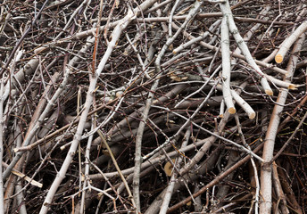 twigs and sticks closeup
