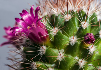 Blossoming cactus
