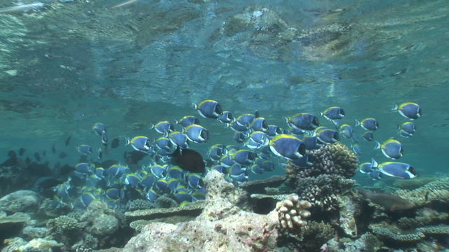 school of powder blue surgeonfish in coral reef