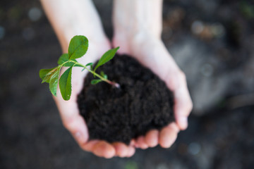 plant in hands