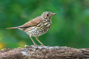 Song thrush