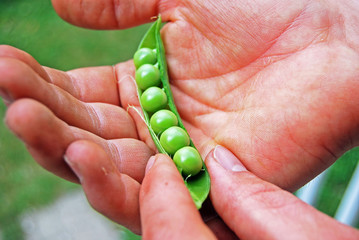 Man's Hand Holding Homegrown Green Pea Pod IV