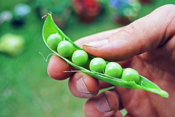 Man's Hand Holding Homegrown Green Pea Pod II