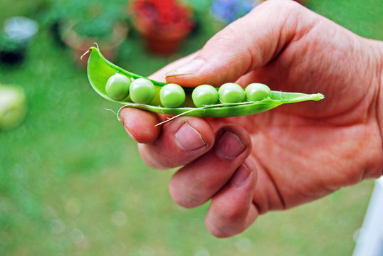 Man's Hand Holding Homegrown Green Pea Pod III