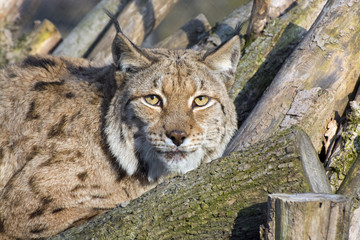 Eurasian lynx (Lynx lynx)