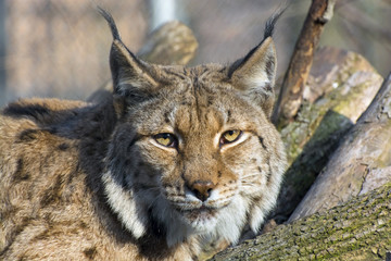 Eurasian lynx (Lynx lynx)