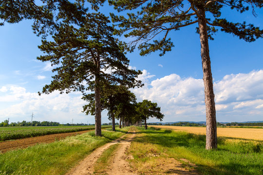 tree alley in summer with footpath