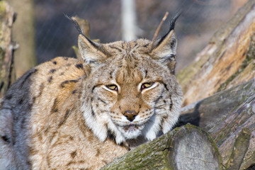 Eurasian lynx (Lynx lynx)