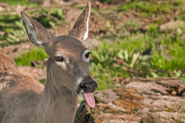 White-Tailed Deer (Odocoileus virginianus) Sticks out Tongue