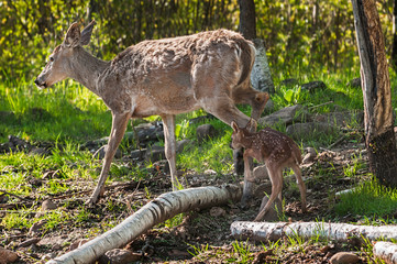 Naklejka na ściany i meble White-Tailed Deer (Odocoileus virginianus) Fawn Follows Mother
