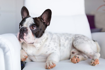 Fototapeta premium Adorable French bulldog lying down on the armchair