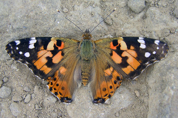 Fototapeta na wymiar Schmetterling auf Erde