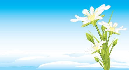 Fototapeta na wymiar White spring flowers on a skyscape