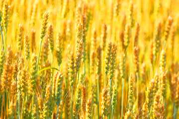 Field of cereals. Crop. Agrarian farmer business.