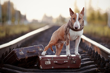 English bull terrier on rails with suitcases.