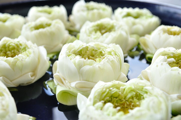 Close up white lotus flowers