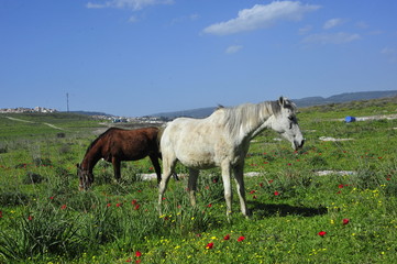 Fototapeta na wymiar Horses eating grass on the green field