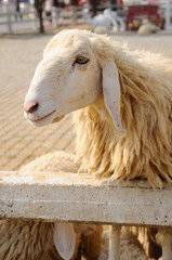 Sheep in farm, country side