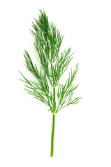 fresh dill 