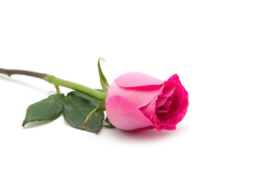 Pink Rose isolated 