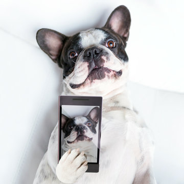 French bulldog taking a selfie with cell phone camera