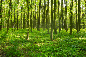 Panele Szklane Podświetlane  zielony las
