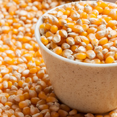 Bulk of corn grains