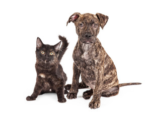Cute Brindle Puppy and Kitten