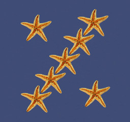 stelle marine su sfondo blu