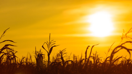 Corn field at the yellow sunset