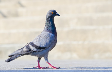 Pigion bird