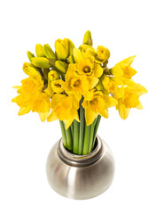 Fresh spring narcissus flowers in a vase