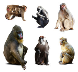 Fototapeta premium Mandrill and other Old World monkeys