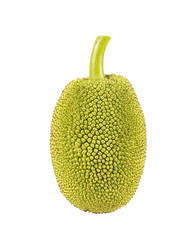 Green jackfruit isolated on white background