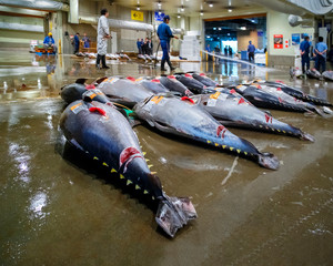 Obraz premium Tuna auction at Osaka Central Wholesale Market