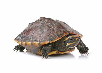 turtle on white background