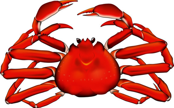 216 件の最適な 越前ガニ 画像 ストック写真 ベクター Adobe Stock