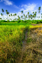 coconut trees that thrives on an island