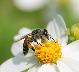 Close up bees on flower