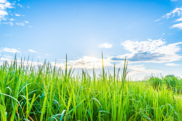 Obraz premium Rice field