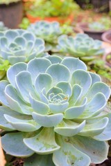 The close up of Kalanchoe blossfeldiana
