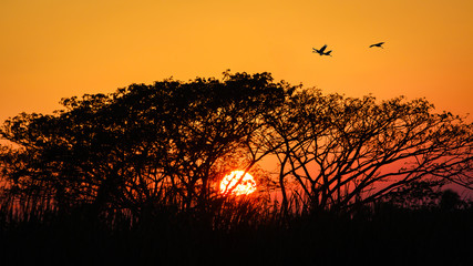 The evening sun go down behind the trees and the birds fly over.