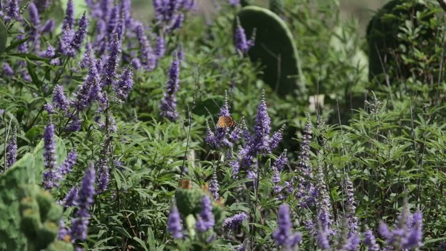 Fiori Selvatici viola